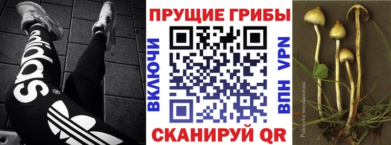 Псилоцибиновые грибы Psilocybe  Зерноград 